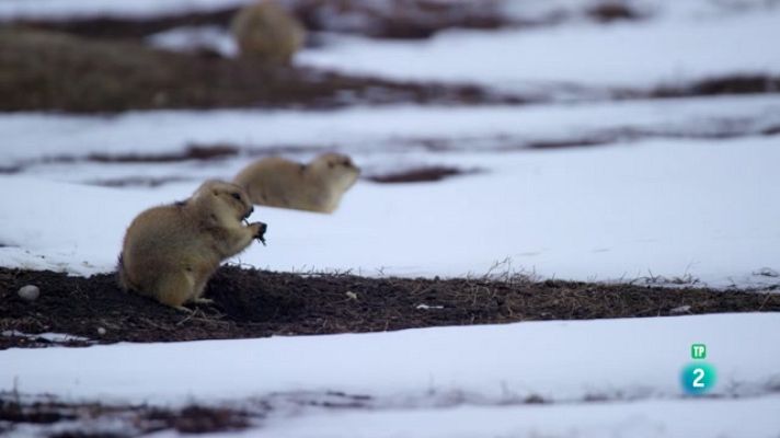 Especials en català - Els Badlands. Roca dura: Vides difícils