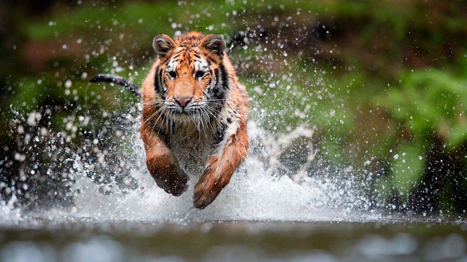 Animales al natural - Grandes felinos - ver ahora