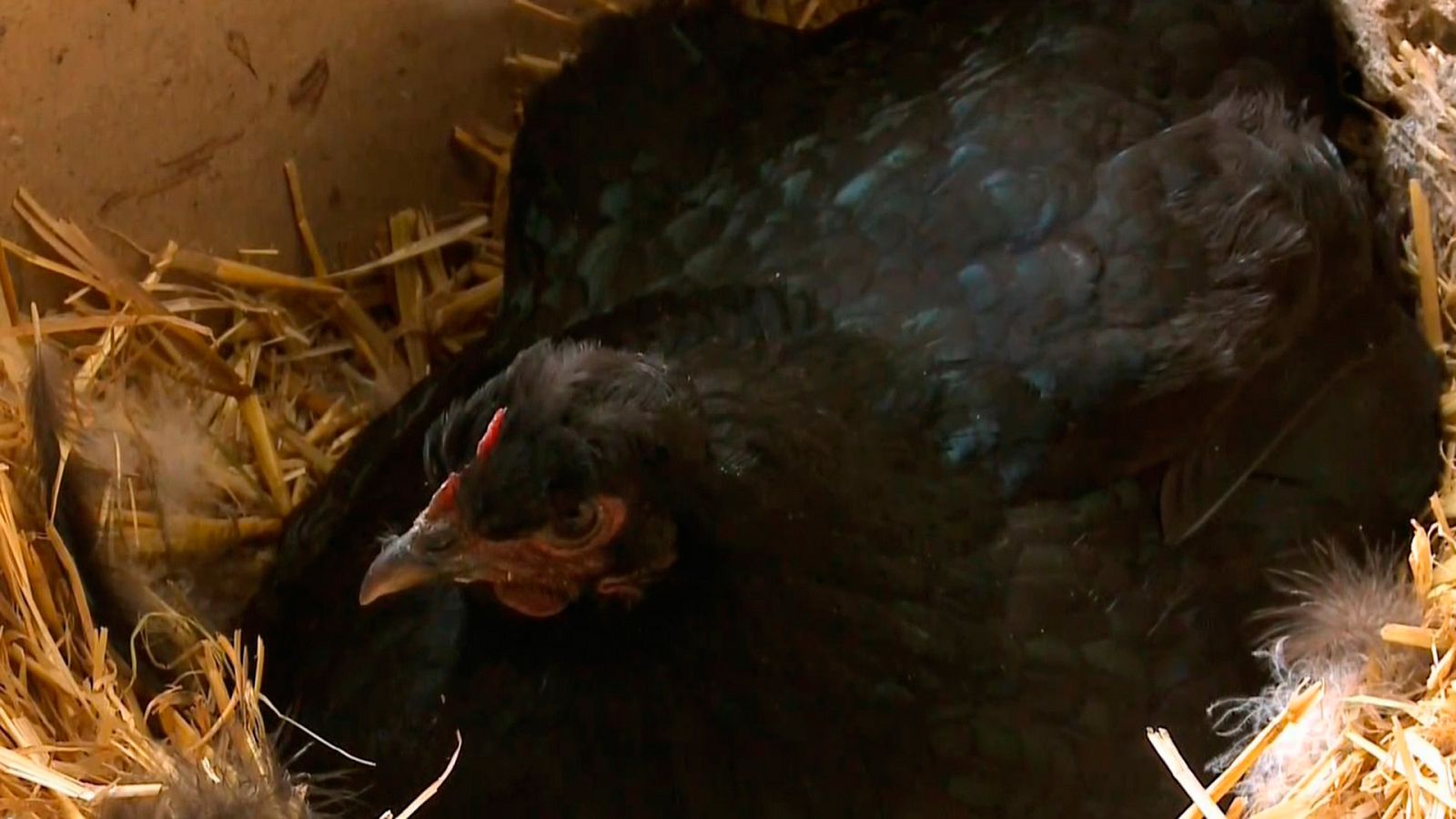 Las recetas de Julie - Pollo a la carta - ver ahora