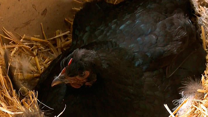 Las recetas de Julie - Pollo a la carta