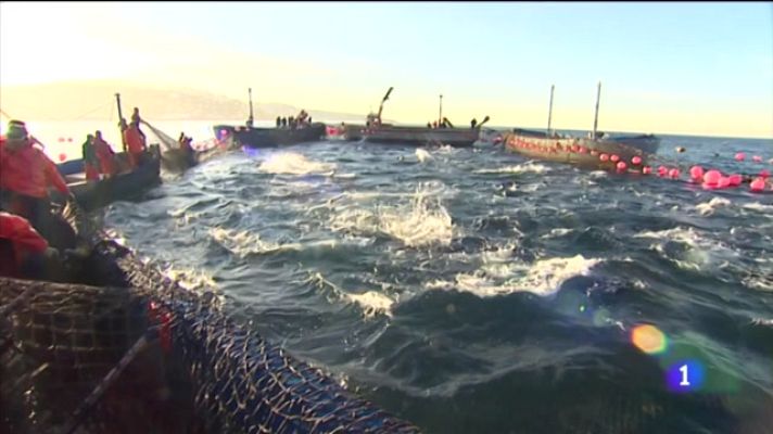 Noticias Andalucía - El ronqueo del atún rojo de almadraba