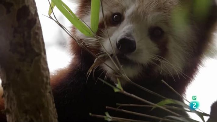 Especials en català - El panda vermell, l'animal més bonic del món