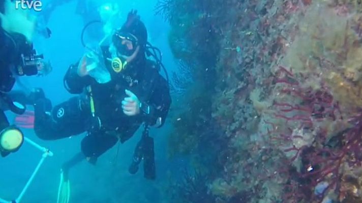 Arxiu TVE Catalunya - Submaristes restauren la gorgònia roja al fons de les Illes