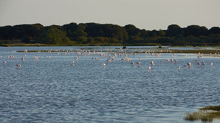 Telediario 1 - En el Día Mundial del Medio Ambiente un equipo de TVE nos acerca a un santuario de pájaros en el Parque Nacional de Doñana