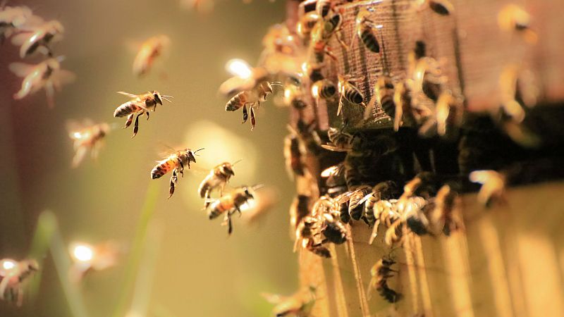 Cómo sacar a las abejas de los entornos urbanos sin destruir la colmena