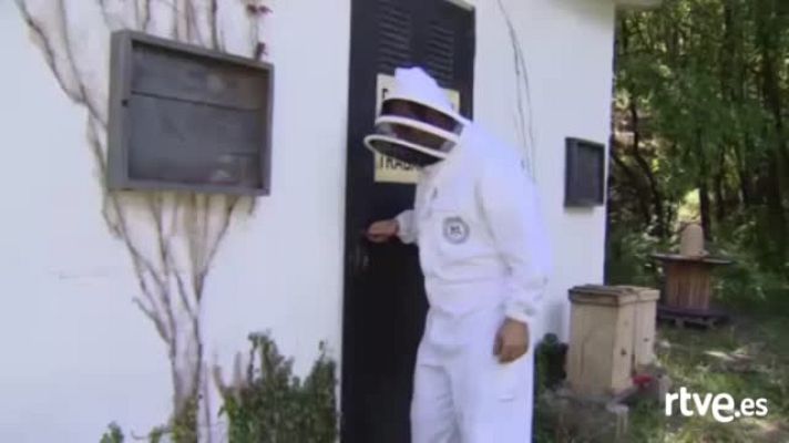 Informativo Telerioja - Las abejas esenciales para el futuro de los ecosistemas