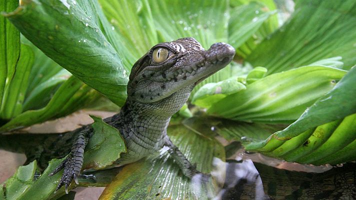 Somos Documentales - La batalla de los dragones