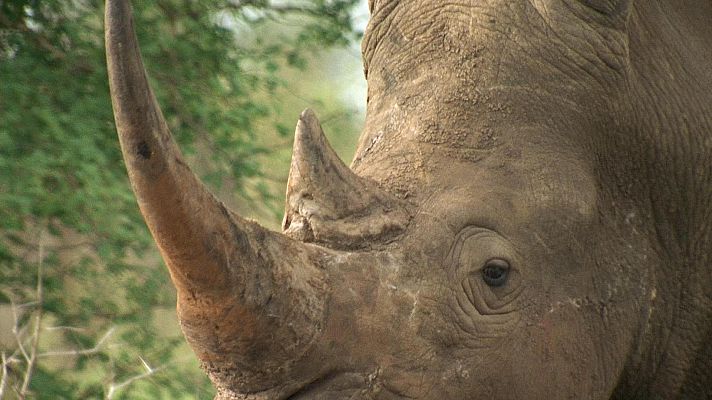 Somos Documentales - Los campeones de la sabana