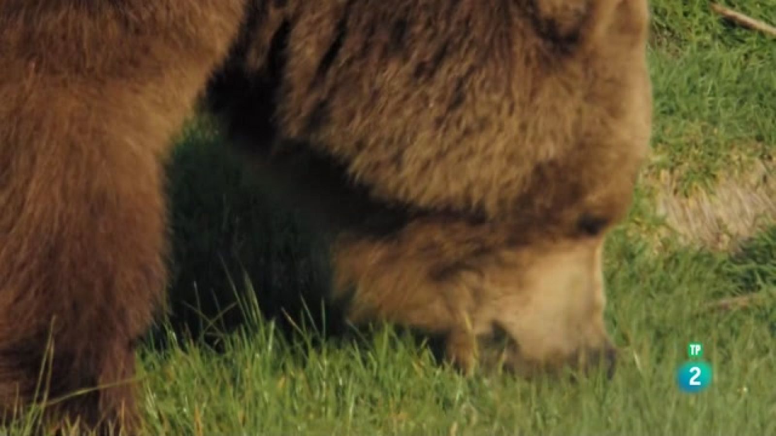 Grans Documentals - Rússia salvatge: el regne dels óssos i els volcans