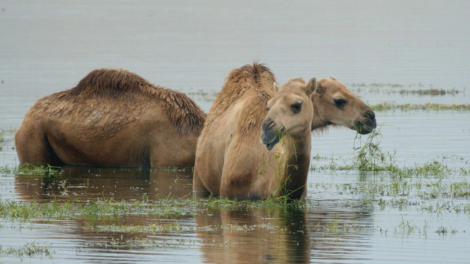 Infierno arábigo - Cuando vienen las lluvias - ver ahora