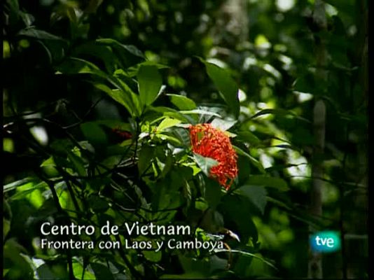 Vietnam, vida tras la muerte - La sombra del Yeti