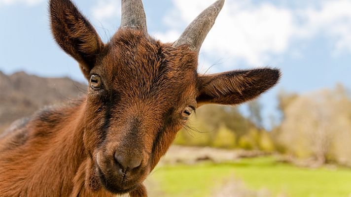 Aquí la Tierra - Razas extremeñas en peligro de extinción