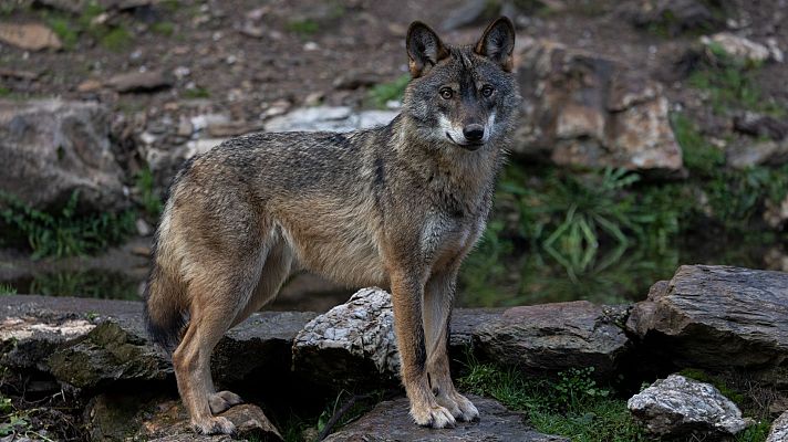 Telediario 1 - La protección del lobo en España: un grupo de investigadores trabaja para censarlo