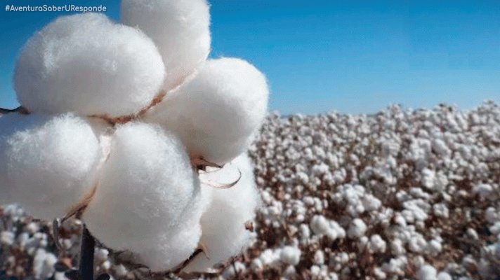 La aventura del Saber - ¿Qué son los tricomas?