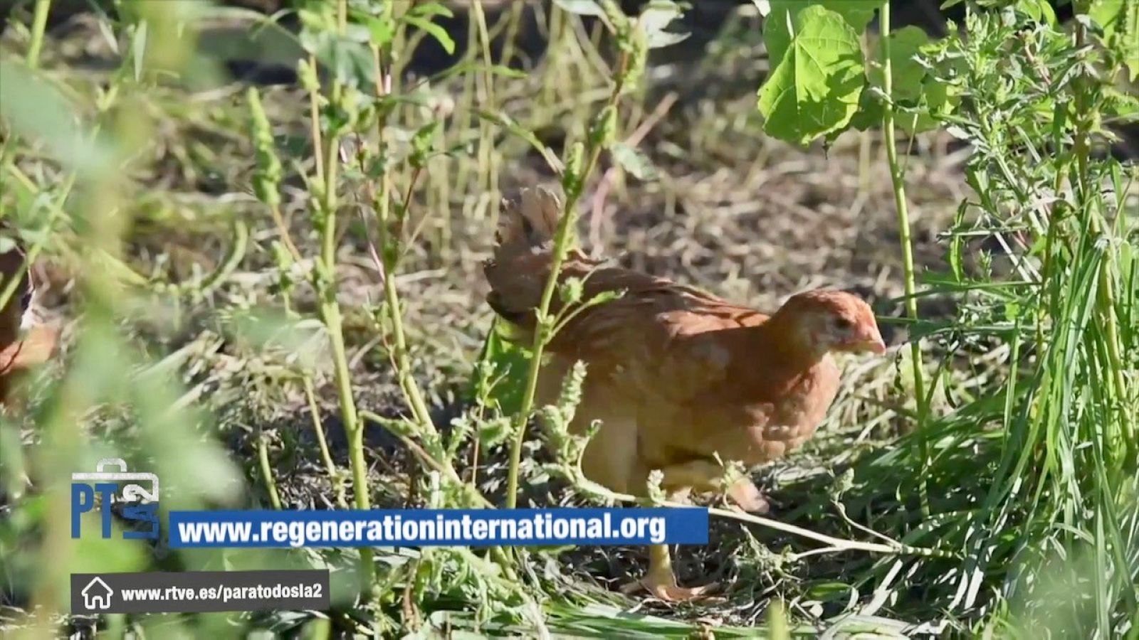 La agricultura regenerativa con los pollos como motor