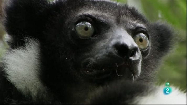 Especials en català - Els lèmurs llegendaris de Madagascar