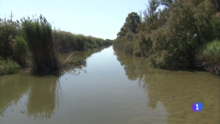 L'Informatiu - La Ricarda, un espai natural en risc