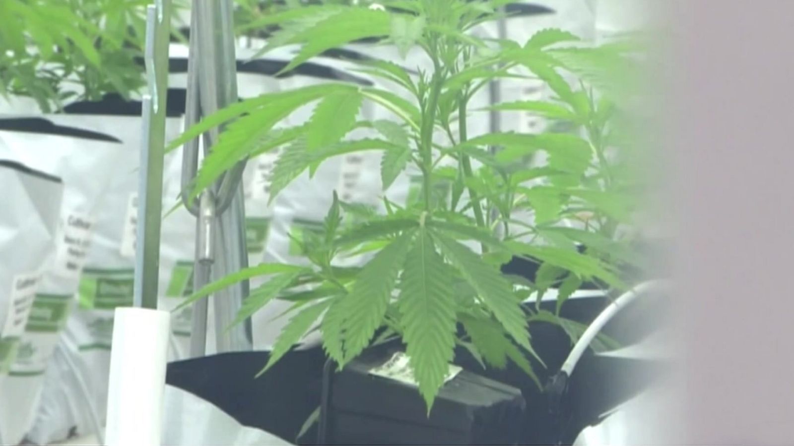 La hora cultural - 10/06/21 - ver ahora