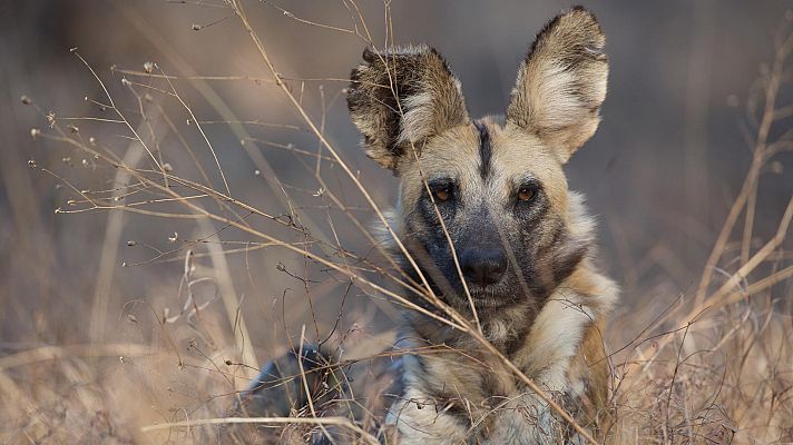 Somos Documentales - Perros en territorios de leones