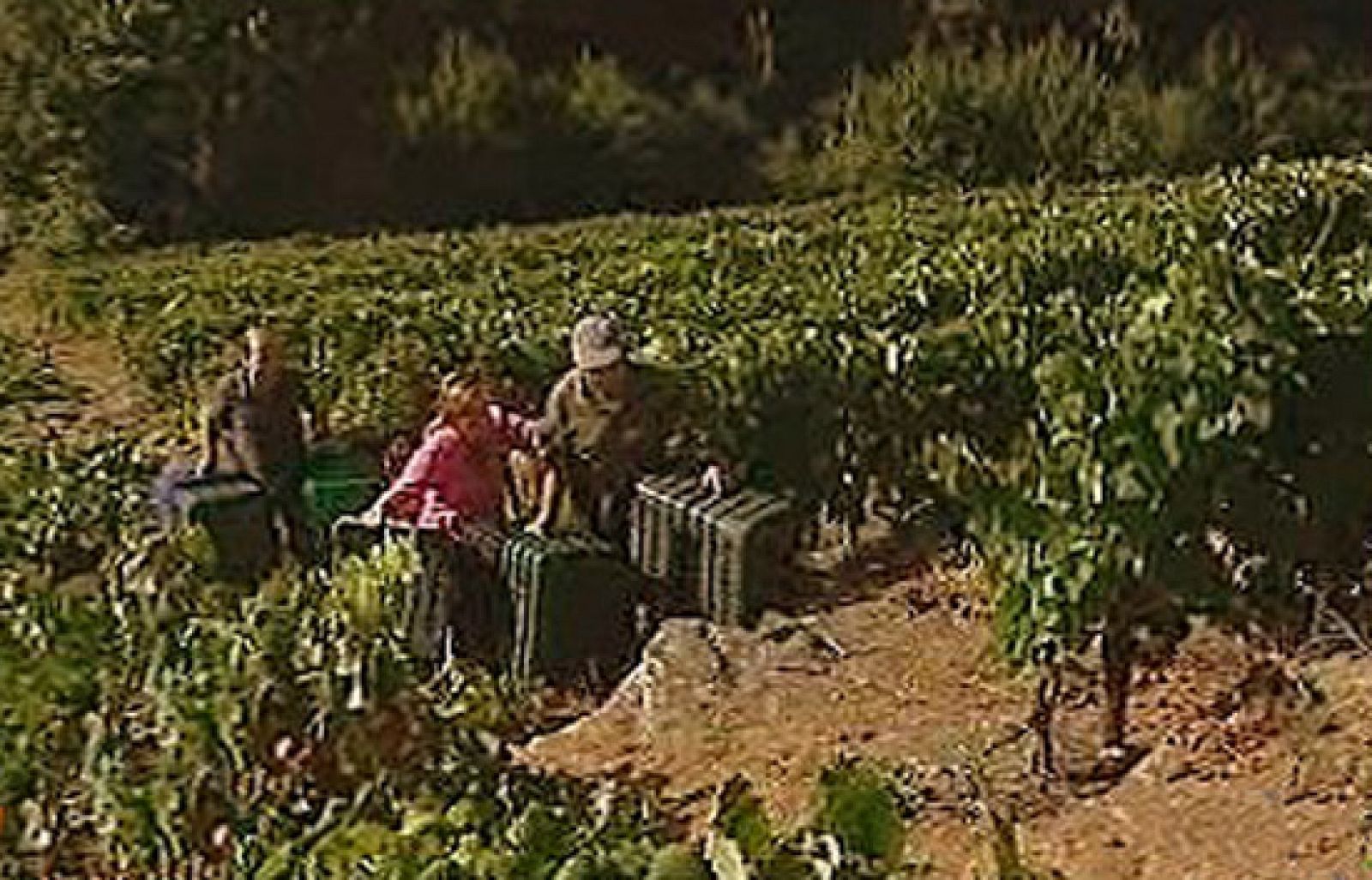 España Directo - Vendimia de vértigo | Ver