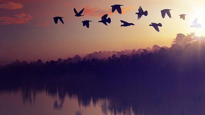 Somos Documentales - El planeta de las aves