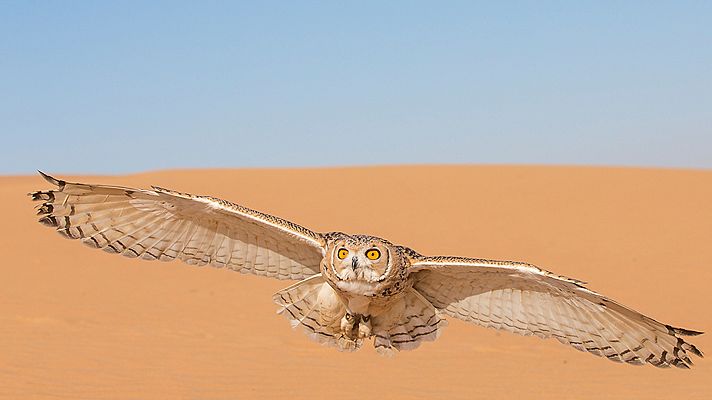 Infierno arábigo - Los amos del aire