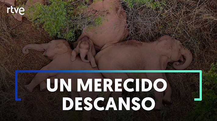 Modo Digital - El reposo de los elefantes errantes de China tras un largo viaje