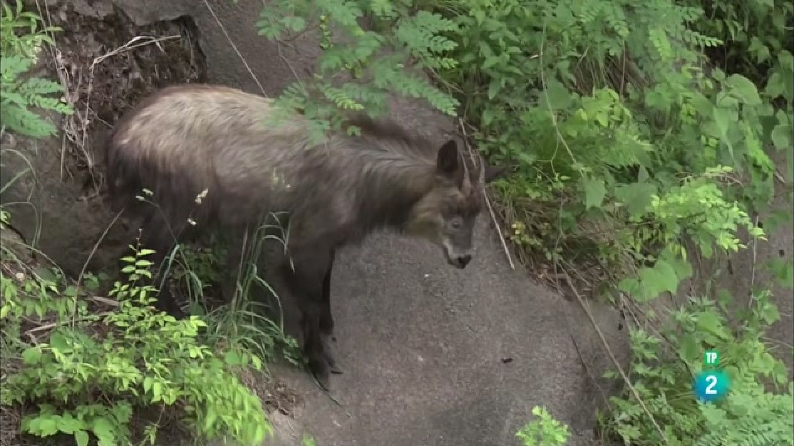 Grans Documentals - Sobrevivint a pendents mortals: Els seraus del Japó