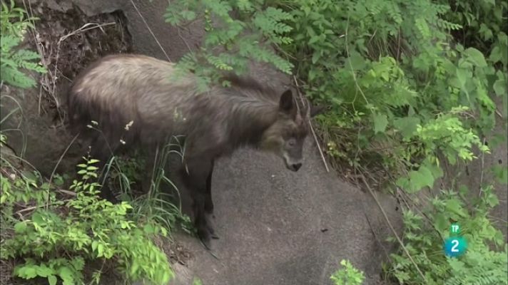 Especials en català - Sobrevivint a pendents mortals: Els seraus del Japó