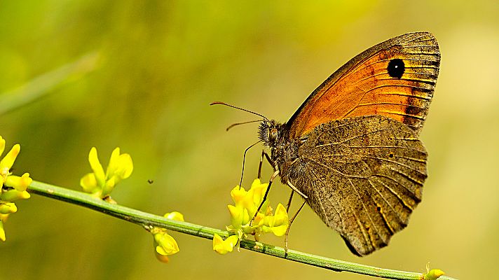Somos Documentales - Mariposas