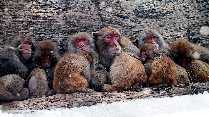 Somos Documentales - La mona ciega