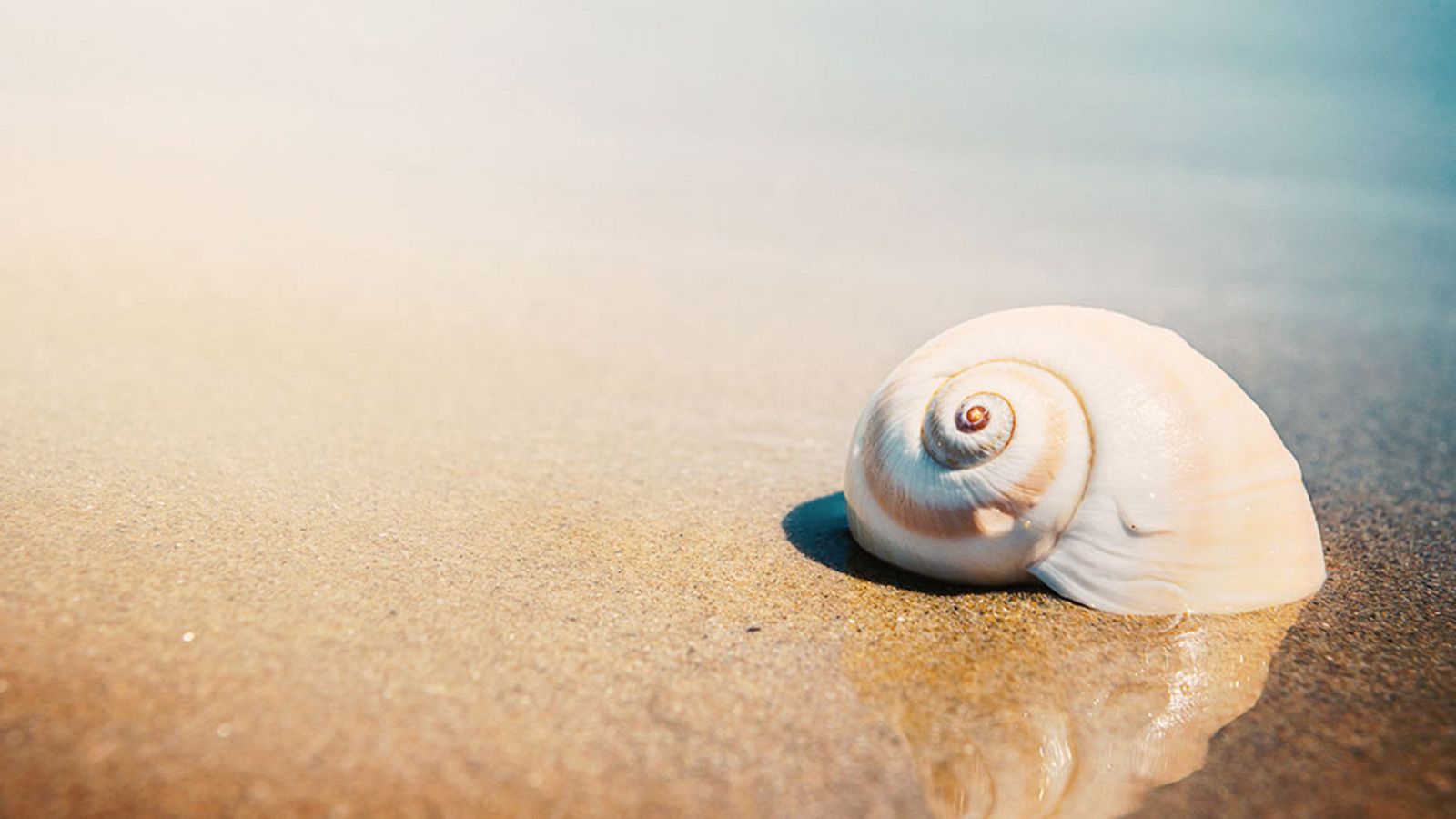 Biomimesis - Biogeometría - ver ahora