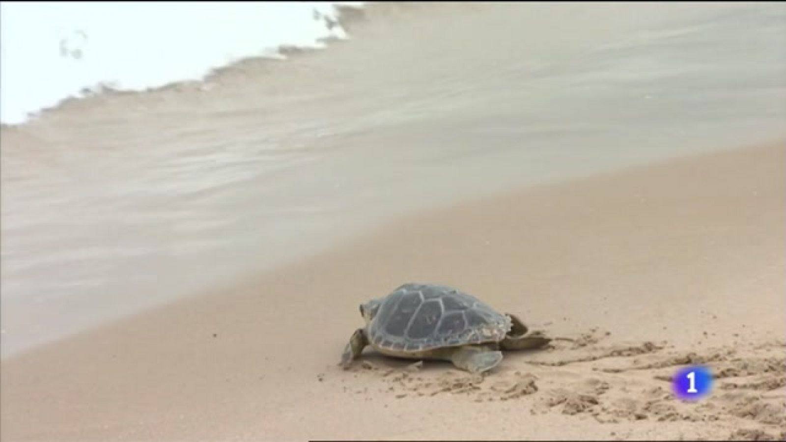 L'Informatiu Comunitat Valenciana 1 - 16/06/21 ver ahora