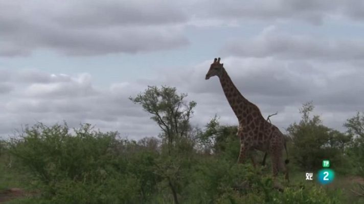 Especials en català - Els campions de la sabana