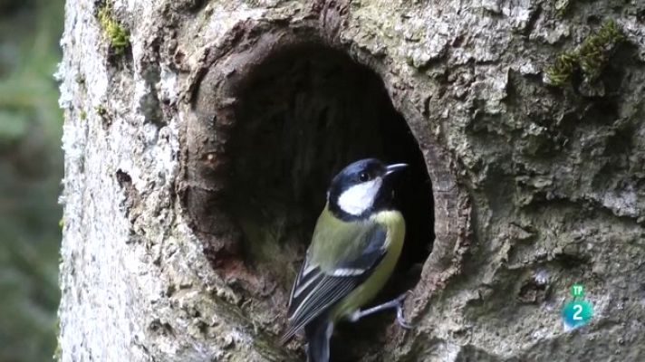 Especials en català - Forats de vida