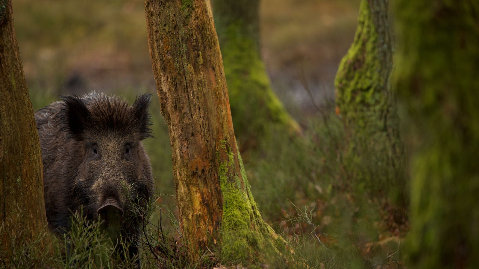El corazón salvaje de los Países bajos - The Wild Life - ver ahora