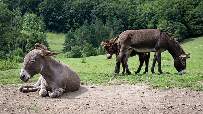 Aquí la Tierra - Burros italianos, burros píos... tipos de burros