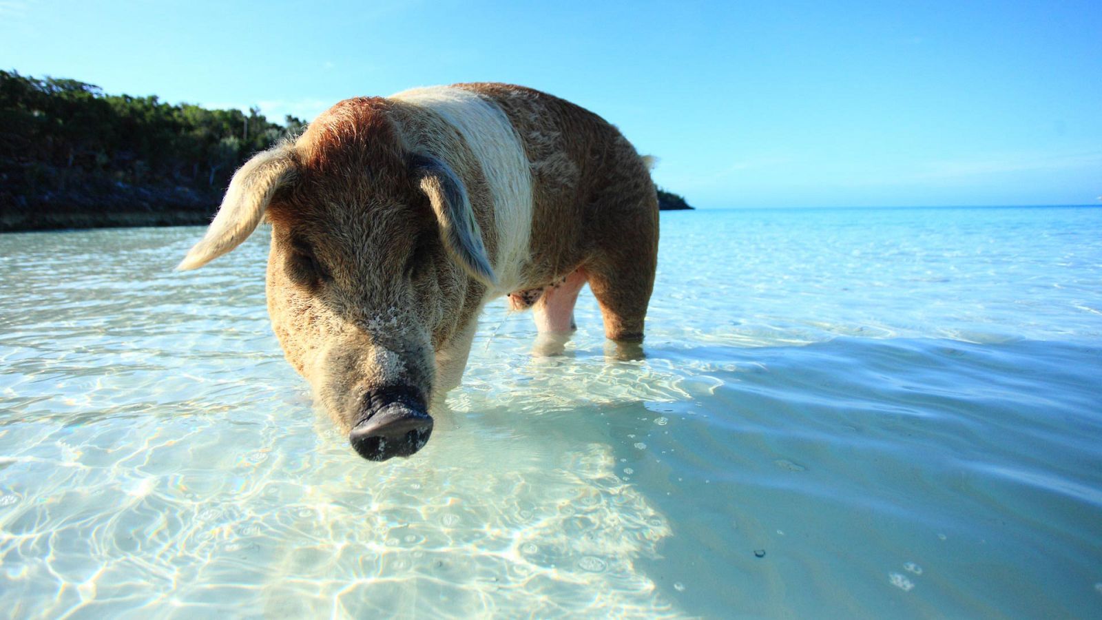 Somos documentales - Asombrosos cerdos - ver ahora