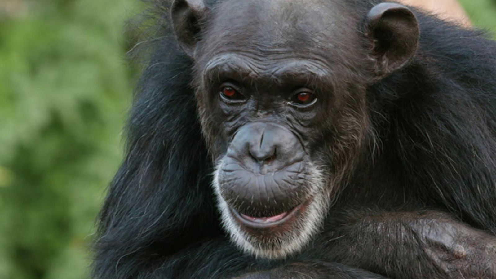 Planeta selva - Episodio 19: La jungla oscura. Selvas africanas - ver ahora