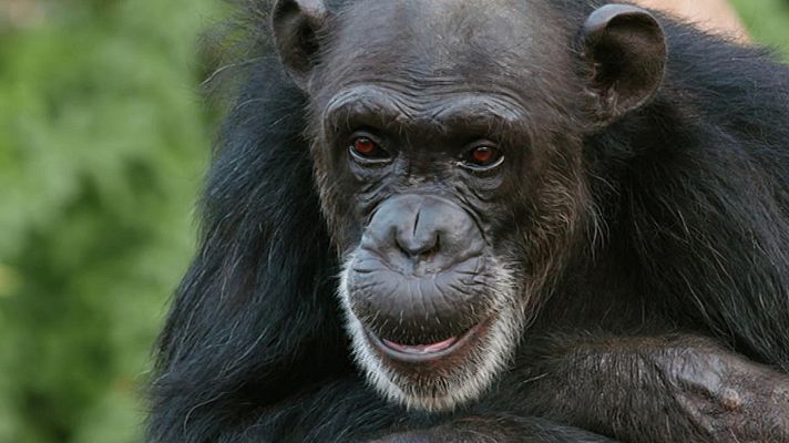 Planeta selva - La jungla oscura. Selvas africanas