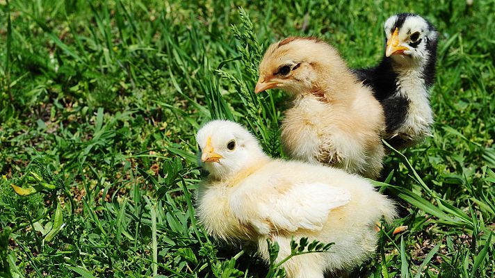 Aquí la Tierra - ¿Conoces estas razas de gallinas autóctonas?