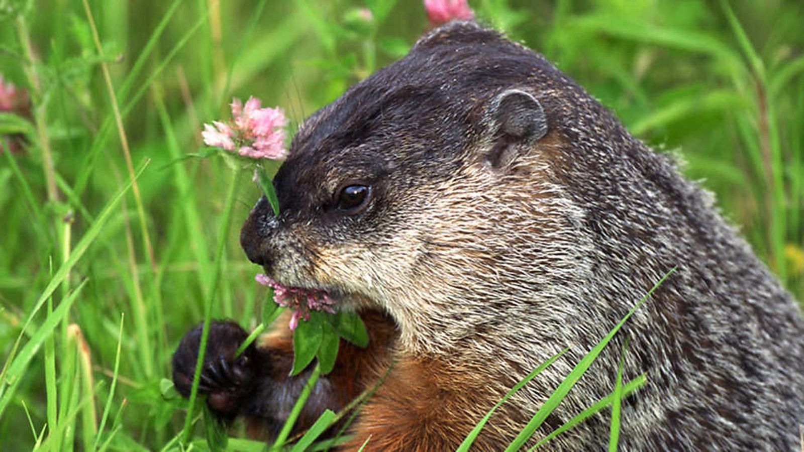 Norteamérica - Sin un lugar donde esconderse - ver ahora