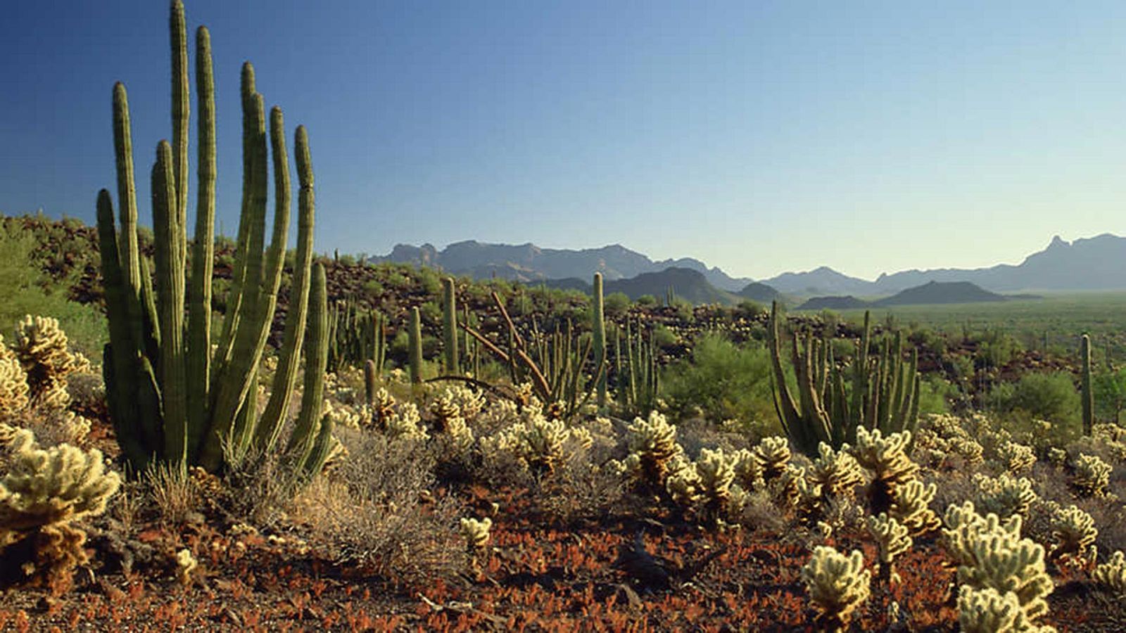 Norteamérica - Forajidos y esqueletos - ver ahora