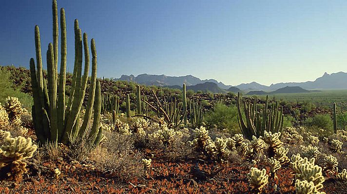 Norteamérica - Forajidos y esqueletos