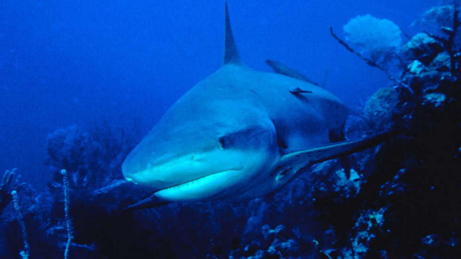 Norteamérica - El lado salvaje - ver ahora