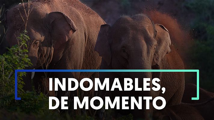 Modo Digital - La manada de elefantes de China sigue campando a sus anchas