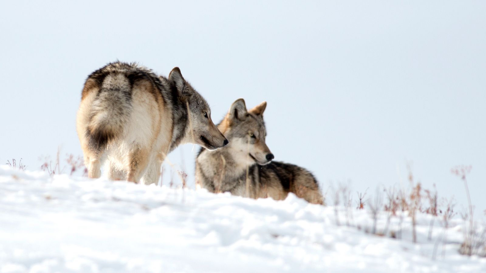 Somos documentales - El regreso del lobo. Cómo ha cambiado el Parque Nacional - ver ahora