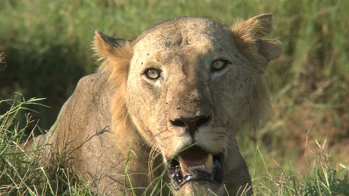Somos Documentales - Supervivientes de las planicies: Los leones de Tsavo
