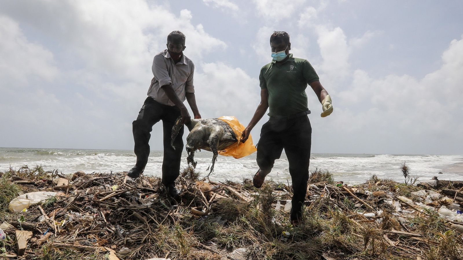 Ecocidio: la destrucción masiva de ecosistemas