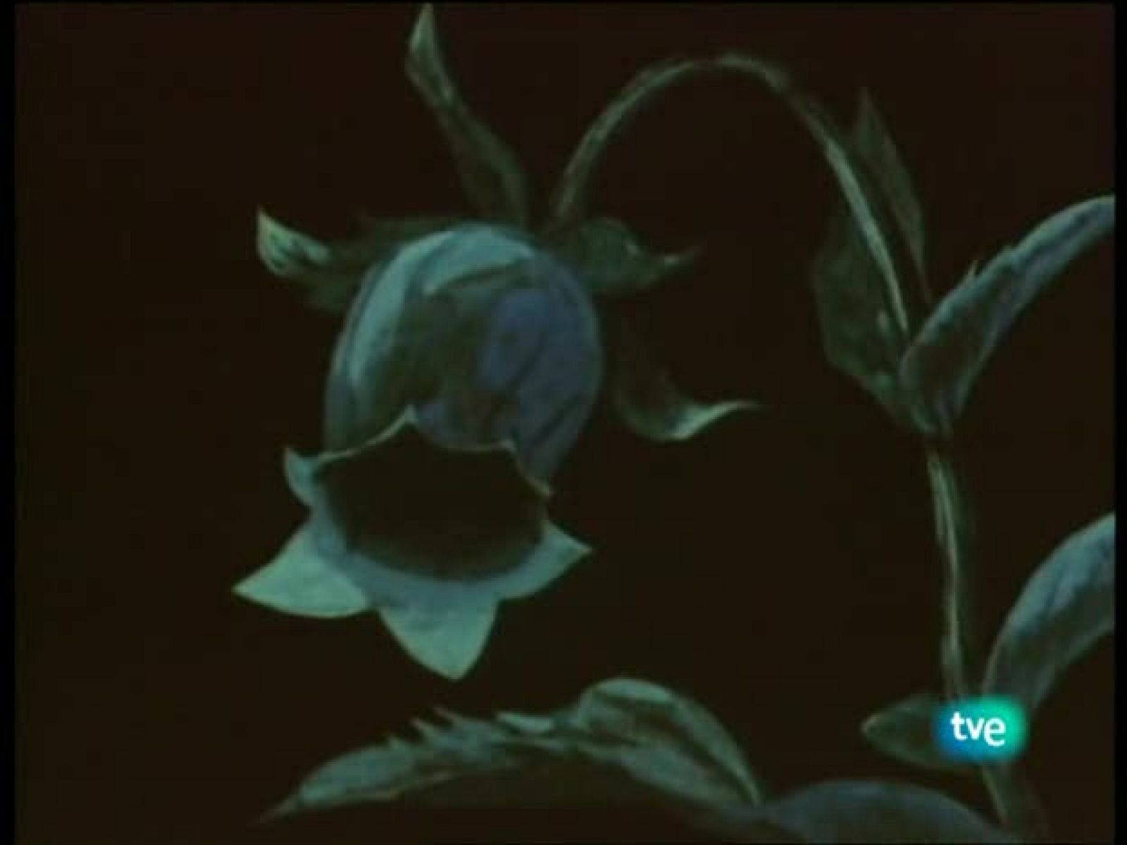 La abeja Maya - La Abeja Maya | Ver